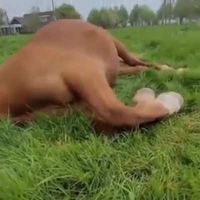 This is just a horse enjoying his food