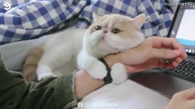 Why I can't work from home