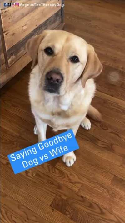 Saying goodbye to your dog vs wife