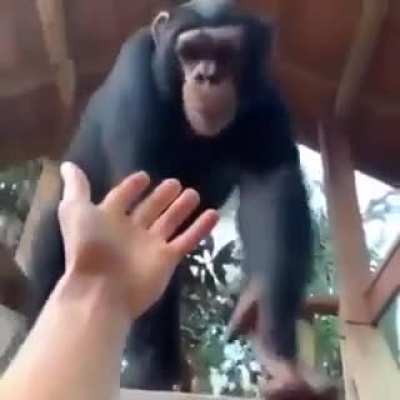 HOOMAN WORK WIT MONKE?!?!?!?!?