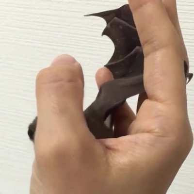 Cute bat licking hand