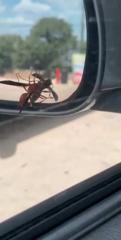 Human vs nature
