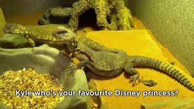 Interviewing animals with a tiny mic