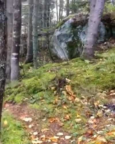 Winds make the trees sway and move the roots. Making it look like the forest is breathing.