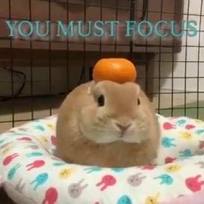 Bunny Buddha