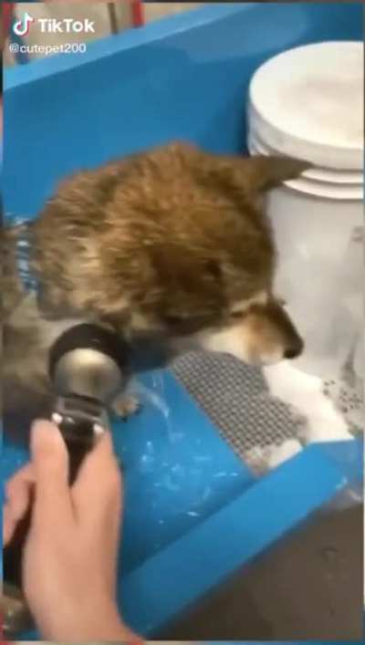 Wholesome doggo