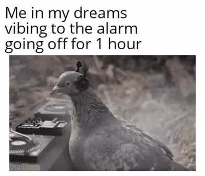 DJ Pigeon with the beats