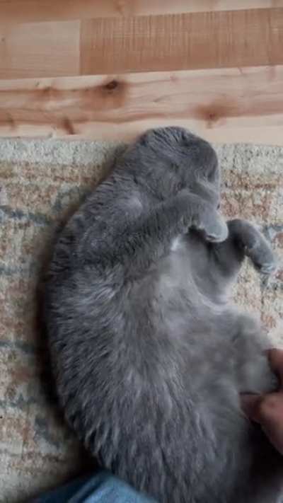 Jango having a nap.