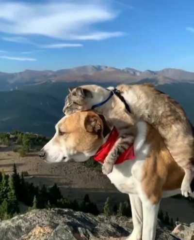 Лучшие друзья