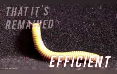 Millipede supremacy 