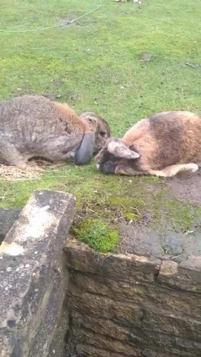 Caramel and Peter grazing together