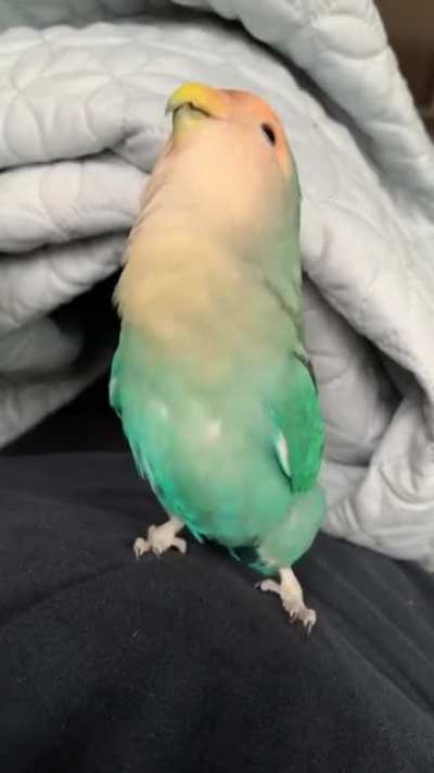 Very Happy Birb