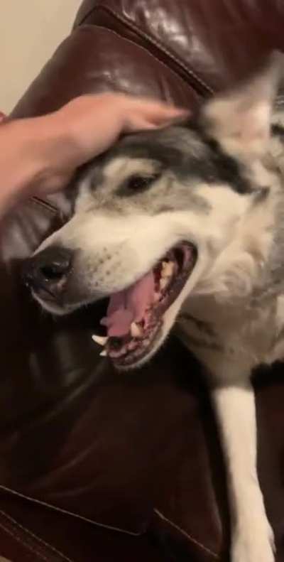 Happy husky