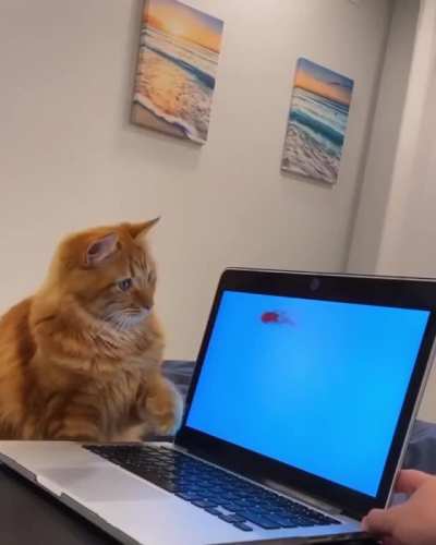 Cat.
