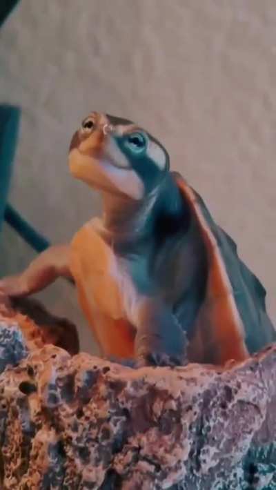 This very happy turtle