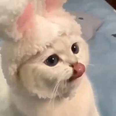Bunny kitten