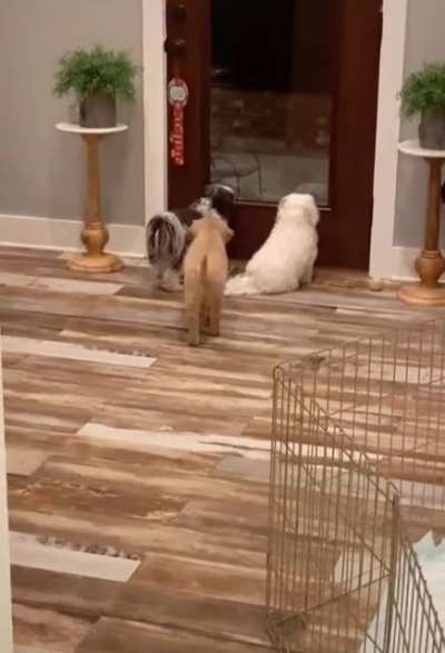Puppy pranks his siblings