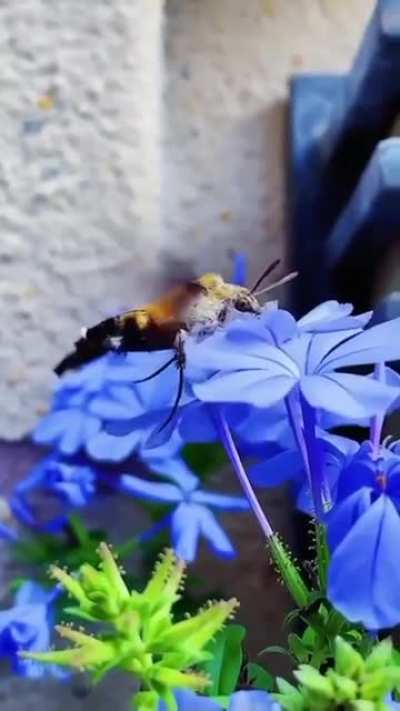 Языкан обыкновенный (Macroglossum stellatarum)