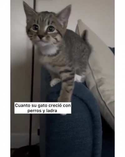 Gato se cria con perros y solo sabe ladrar 😹😹😹
