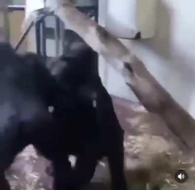 uh oh monke