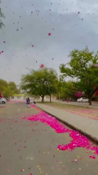 Spring in India