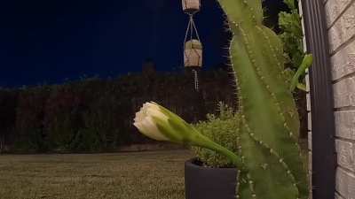 Spiral cactus bloom