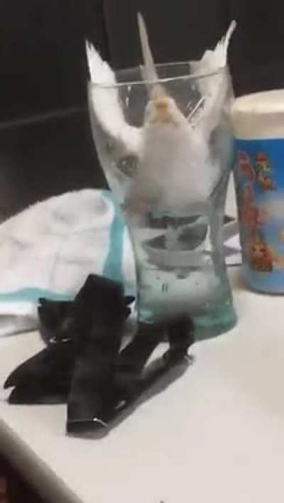 Goes for a sip and takes a dip