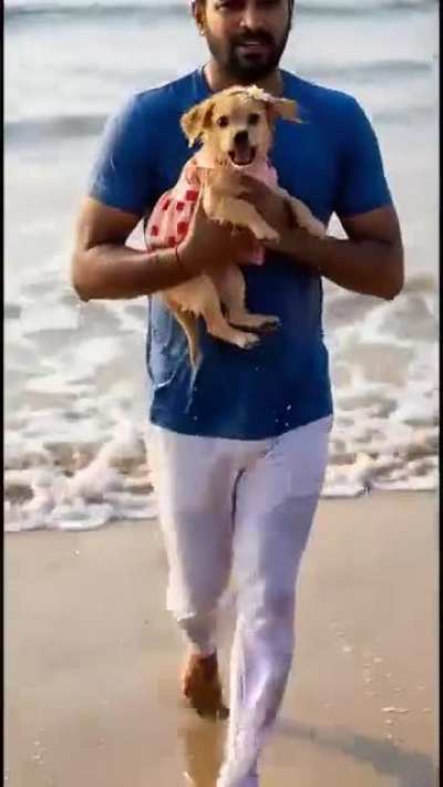 Little dog strawberry dress is kidnapped and looking for her brother