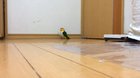 A parrot stomping