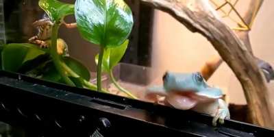 To Eat A Cricket