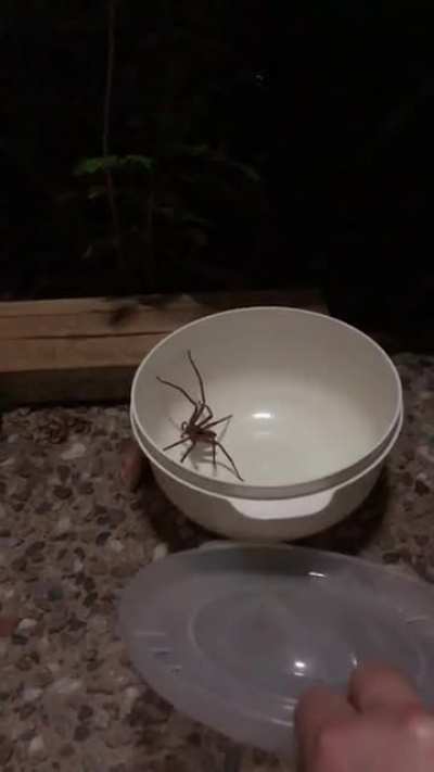 Just another day in Australia. That Damn sensor light has the worst timing.