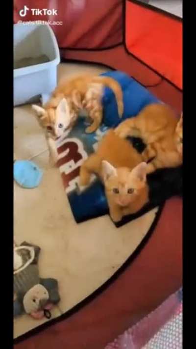 Feisty kitten complains about local crisis