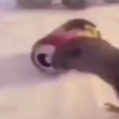 Birb