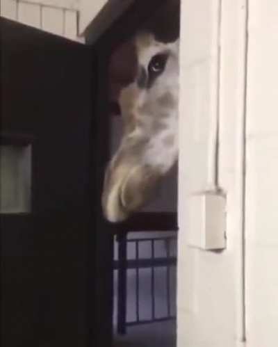 the chances of being killed by a giraffe are low but never zero