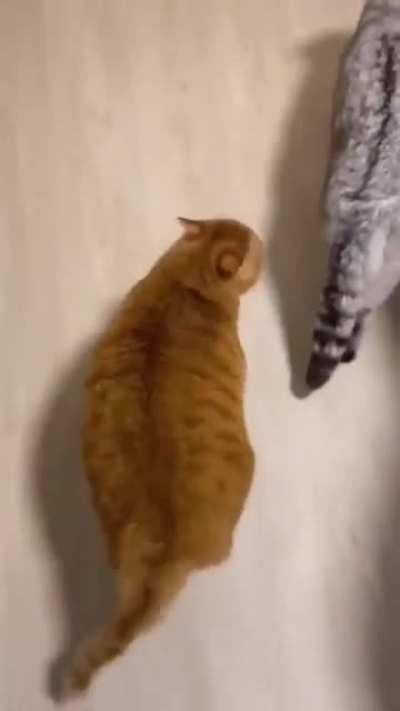Orange gangster Chonky is confident & ready to attack!