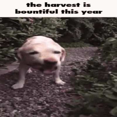 rule