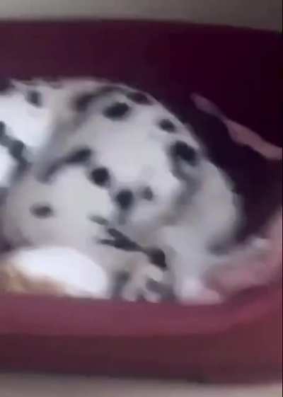 Poor cat, just wants to sit