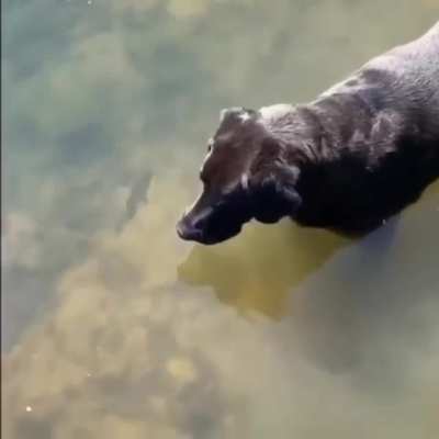 Dog reflexes