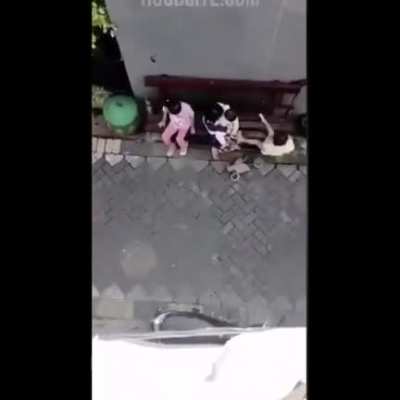 Bike riding monkey tries to kidnap a baby
