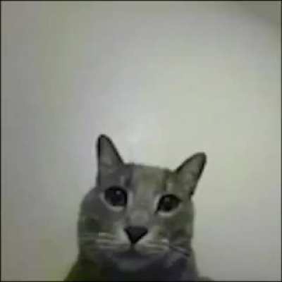 cat funnie 👍