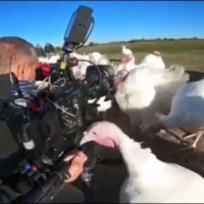Birds being funny