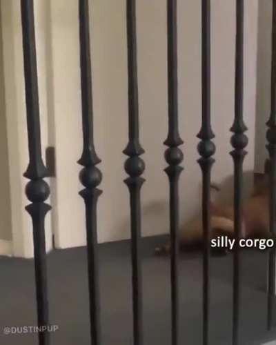 Bully Dogguire