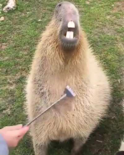 Like other rodents, the front teeth of Capybaras grow continuously throughout their lives. The tough vegetation they feed on prevents the teeth from getting too long.