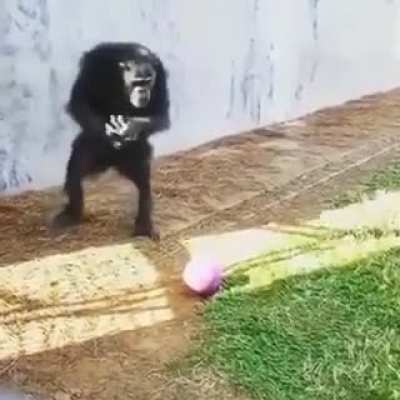 Actual video of me getting ready to buy the dips and missing it every time.