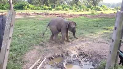 Baby elephant gets scared by a goat and runs to momma.