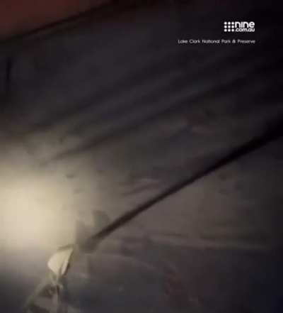 A Camper Wakes Up To Hundred of Spiders Crawling on Its Tent