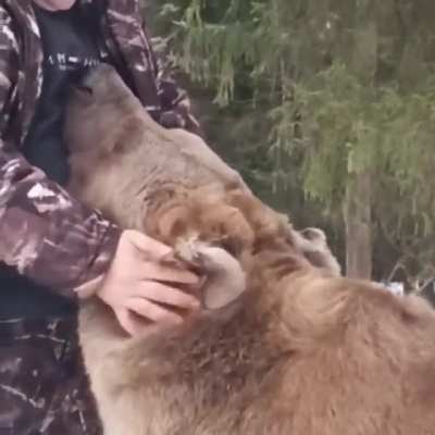 Обычная собака таёжн<wbr>ого жителя