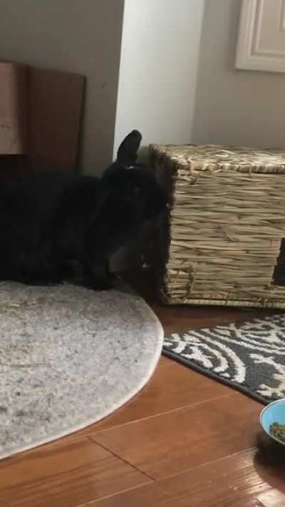 Caught my baby yawning on camera for the first time!! Her little gray paw bottoms give me life 🥰