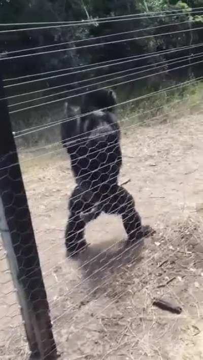 Building site manager annoyed about how bad the fence has been installed
