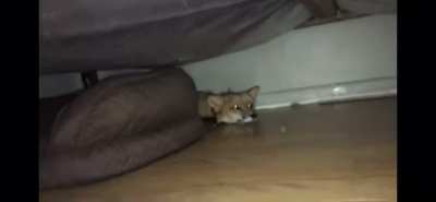 Angy fox